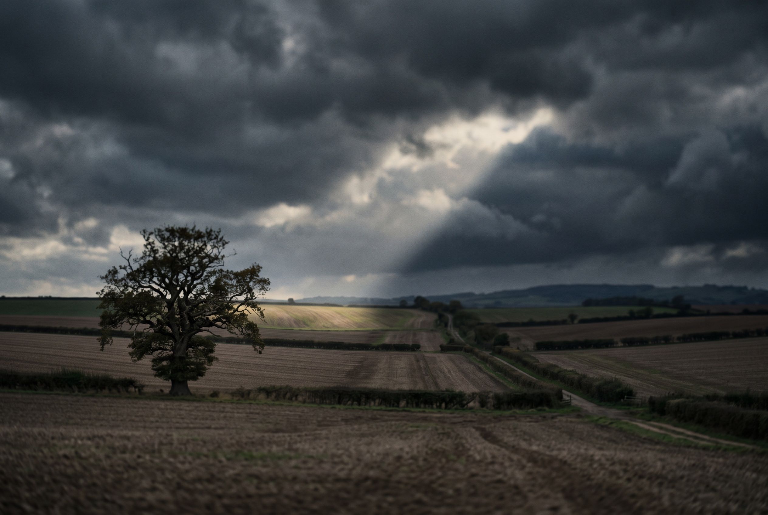 Rolling farmland with a single oak tree under gathering storm clouds, a break of light on the field