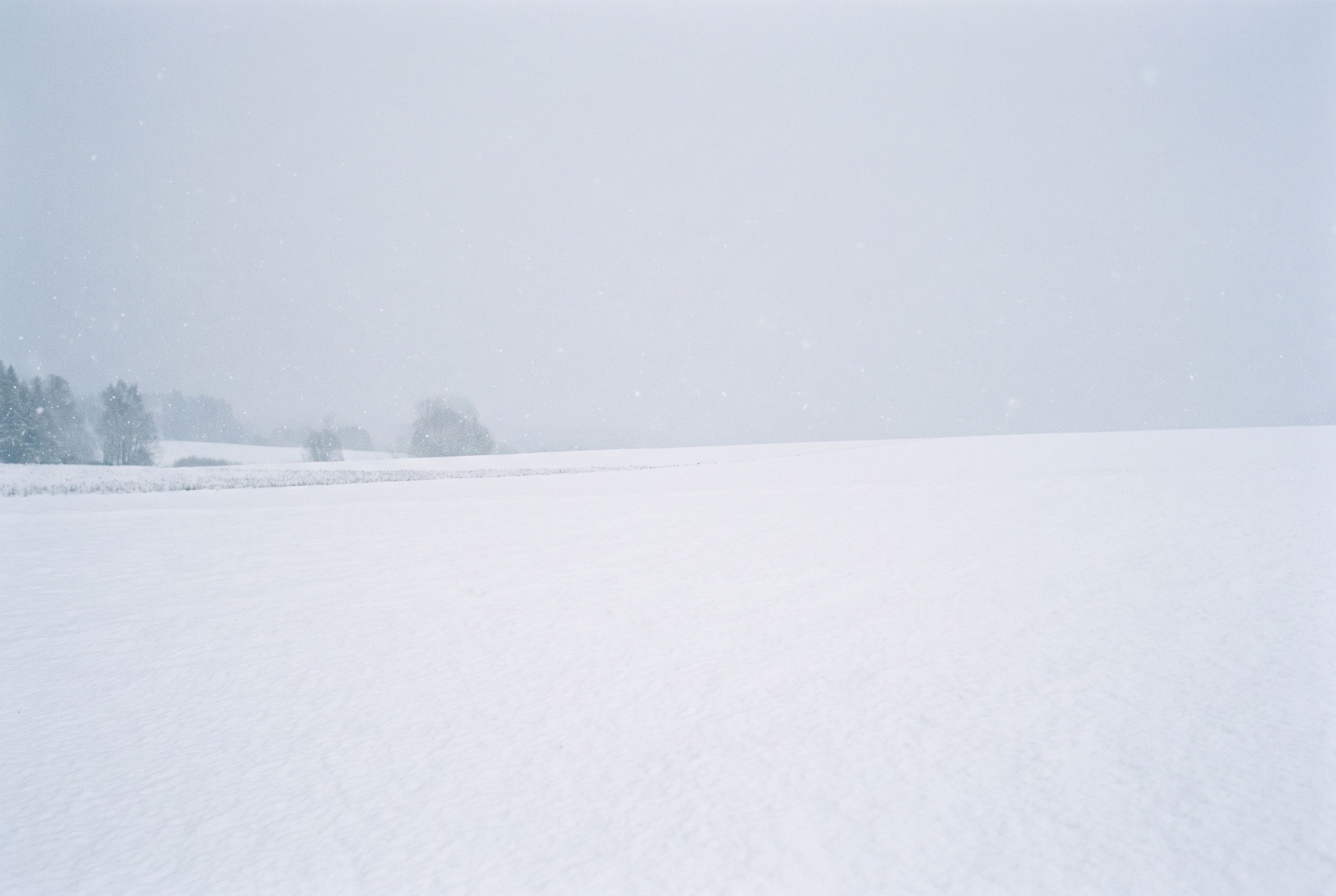 A snow-covered pine forest under soft, flat winter light