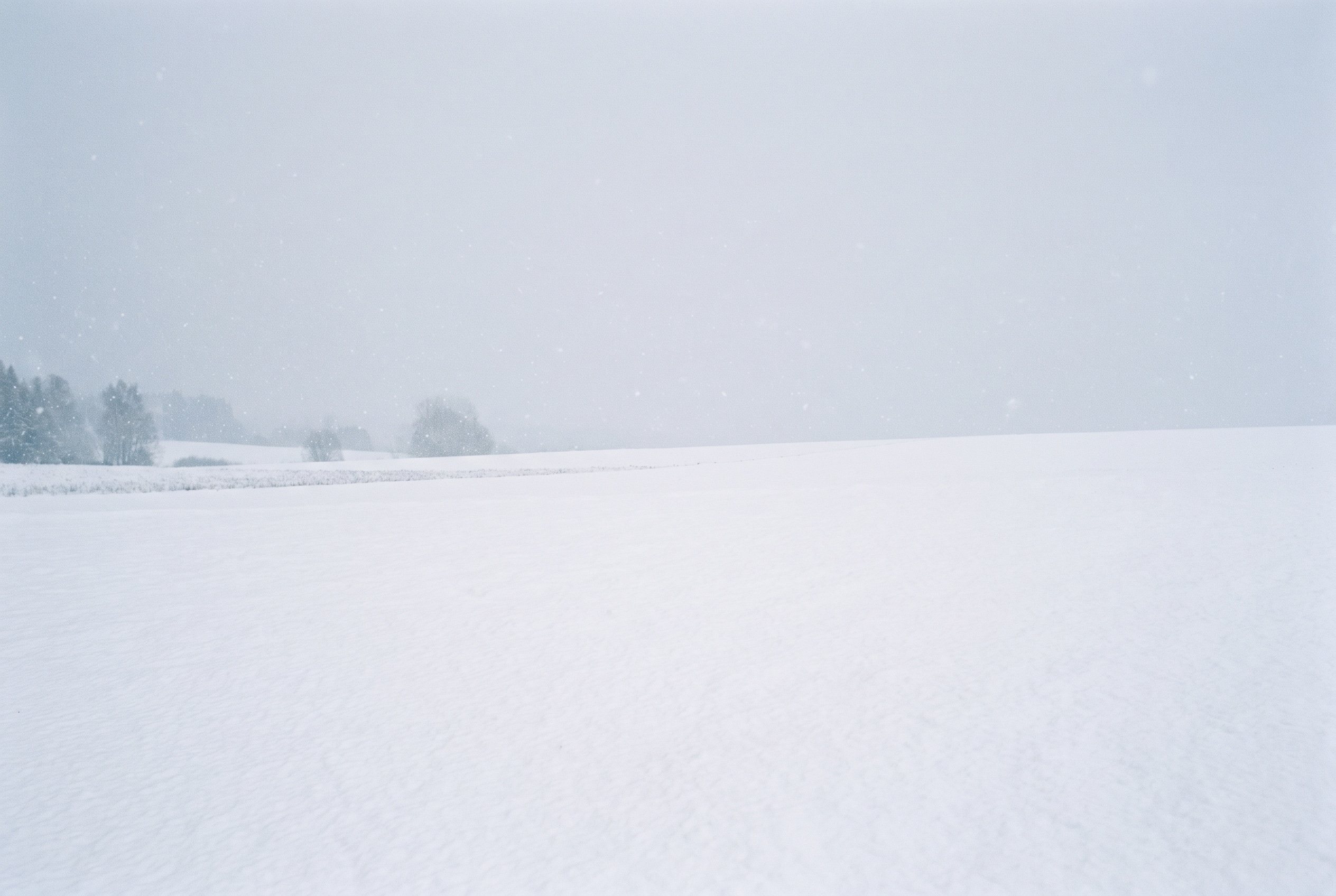 A snow-covered pine forest in soft flat winter light, nearly monochrome, with snow still falling